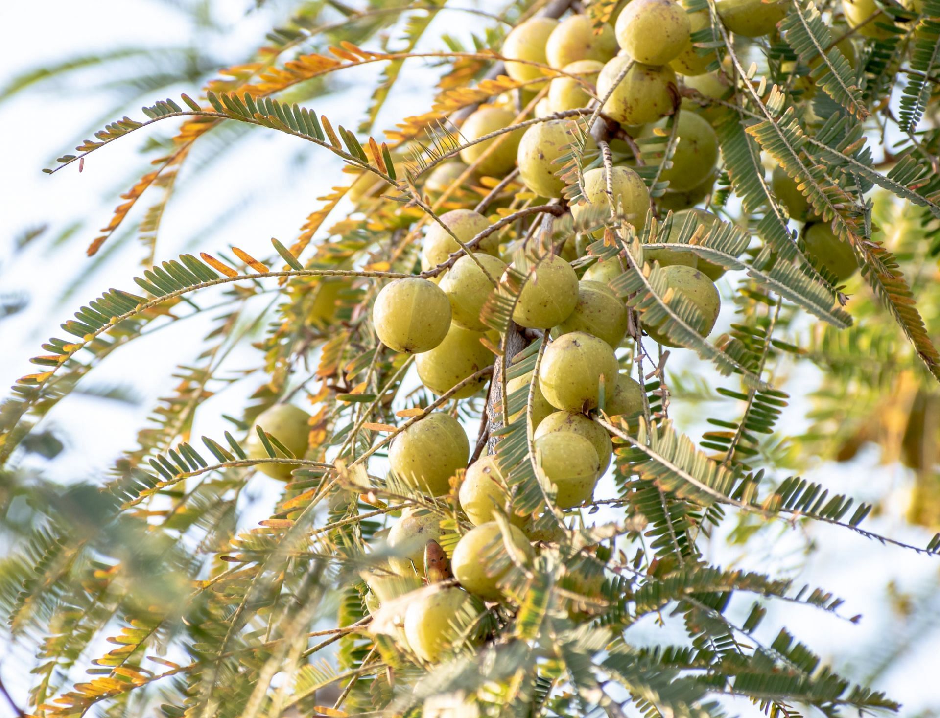 Adding natural remedies for stomach ulcers (image sourced via Pexels / Photo by Rajesh)